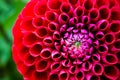 Red Dahlia Flower Royalty Free Stock Photo